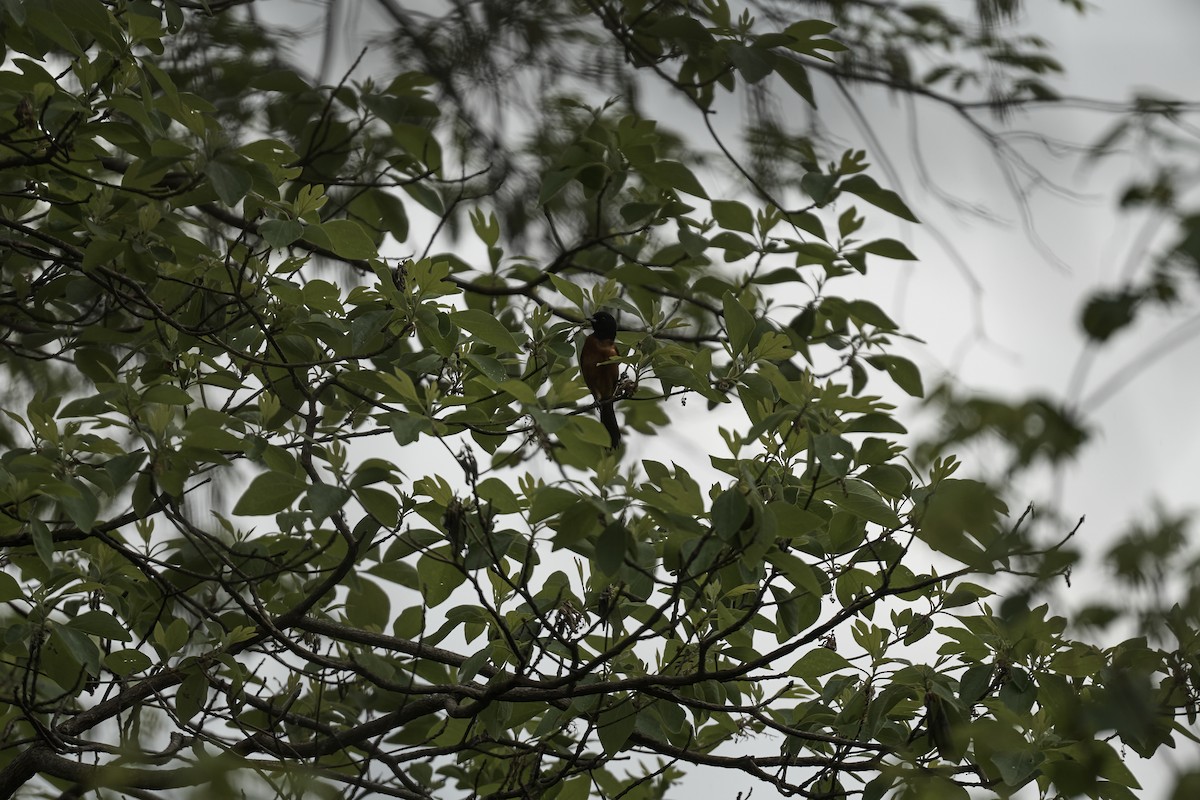 Orchard Oriole - Andrew Sheridan