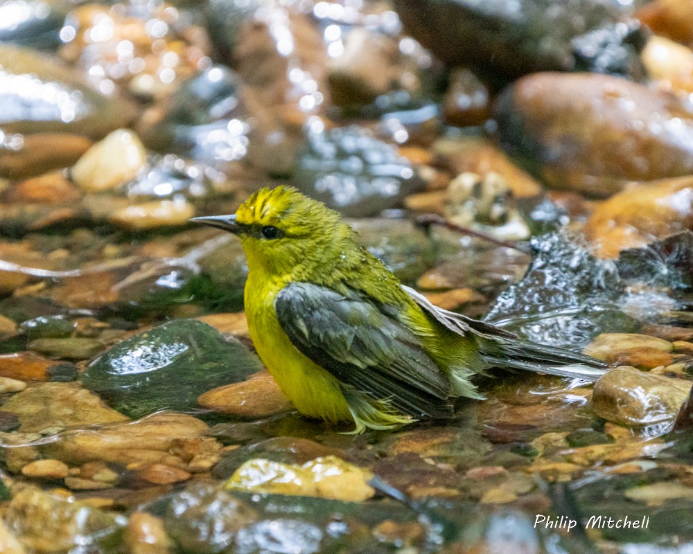 Blauflügel-Waldsänger - ML572216221