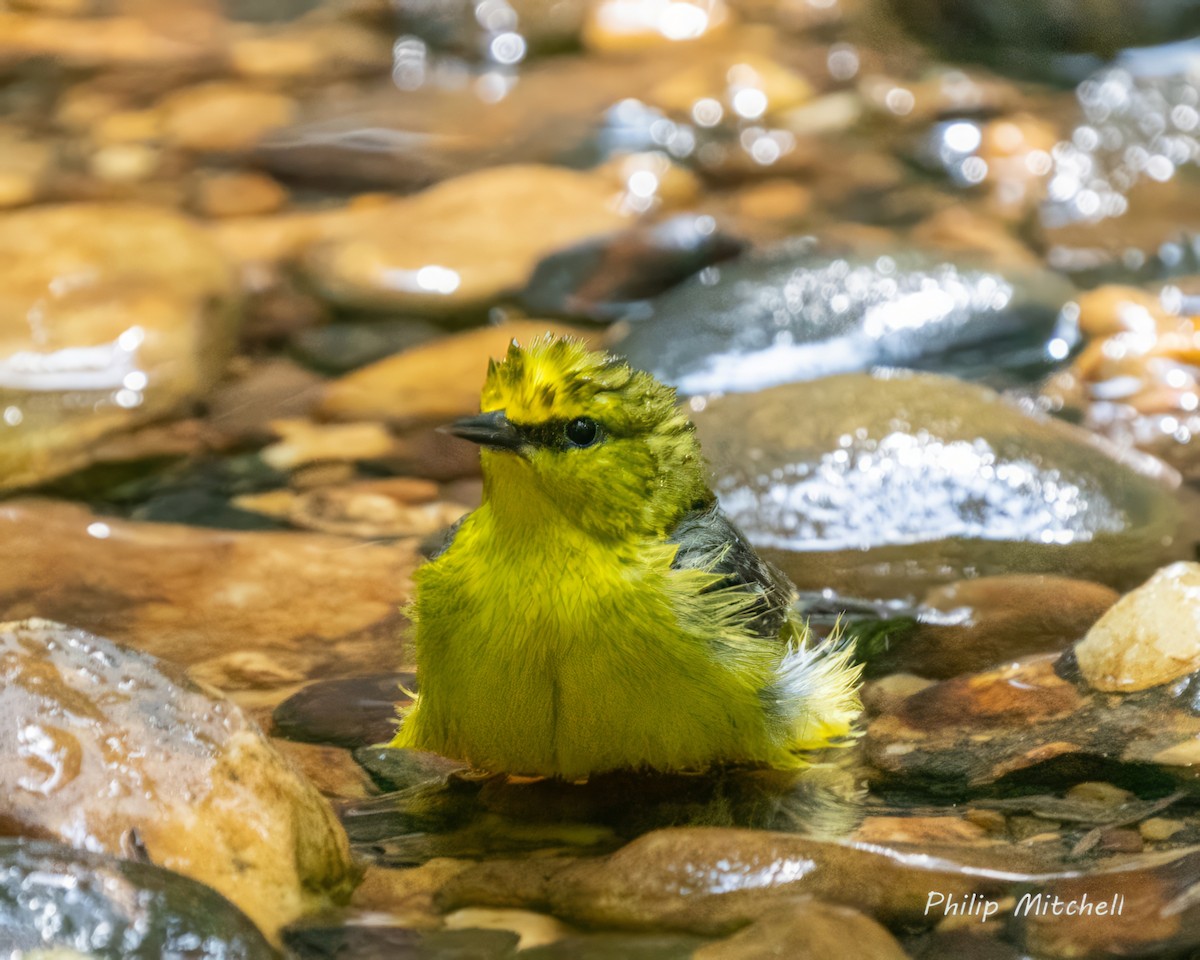 Blauflügel-Waldsänger - ML572216231