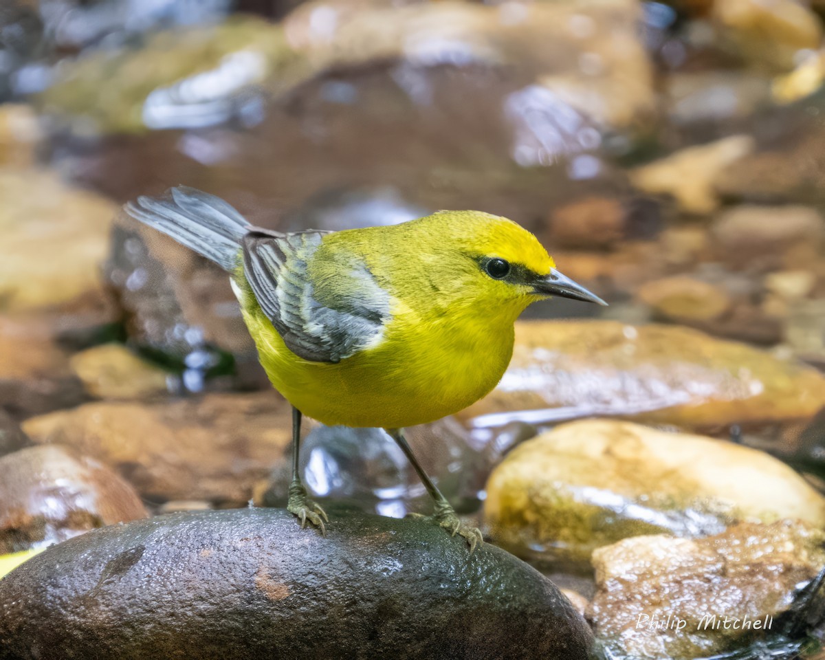 Blue-winged Warbler - ML572216241