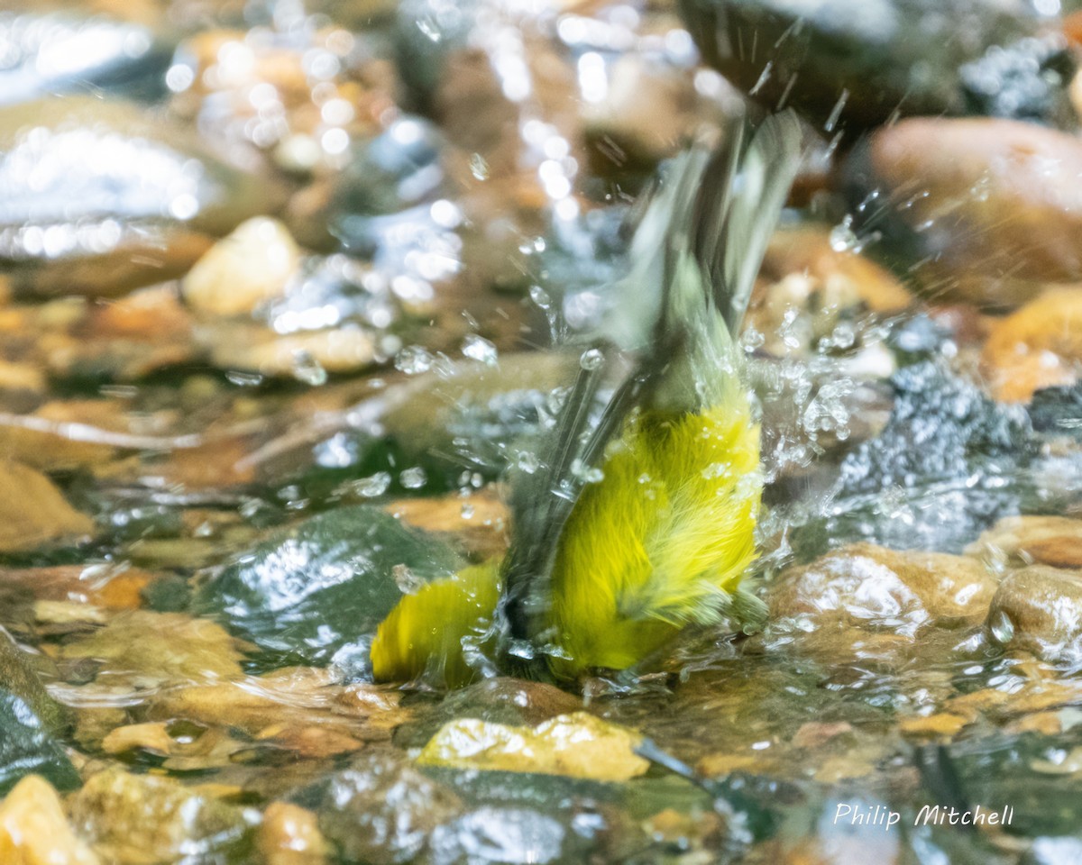 Blue-winged Warbler - ML572216251