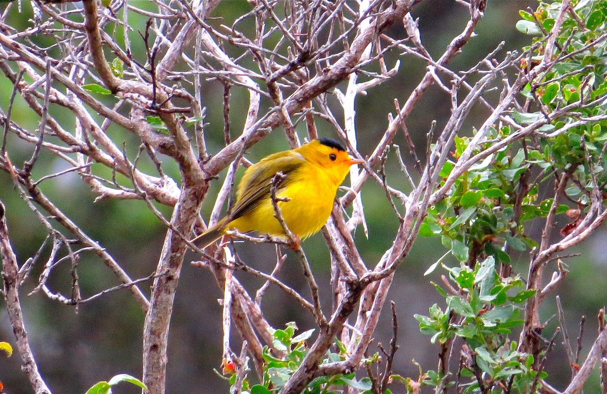 Wilson's Warbler - ML57221671