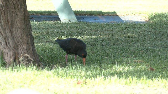 Sooty Oystercatcher - ML572217061