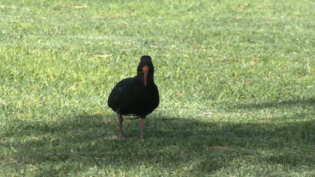 Sooty Oystercatcher - ML572217091