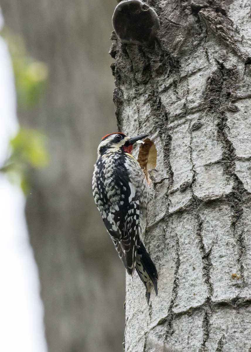 Yellow-bellied Sapsucker - ML572217171