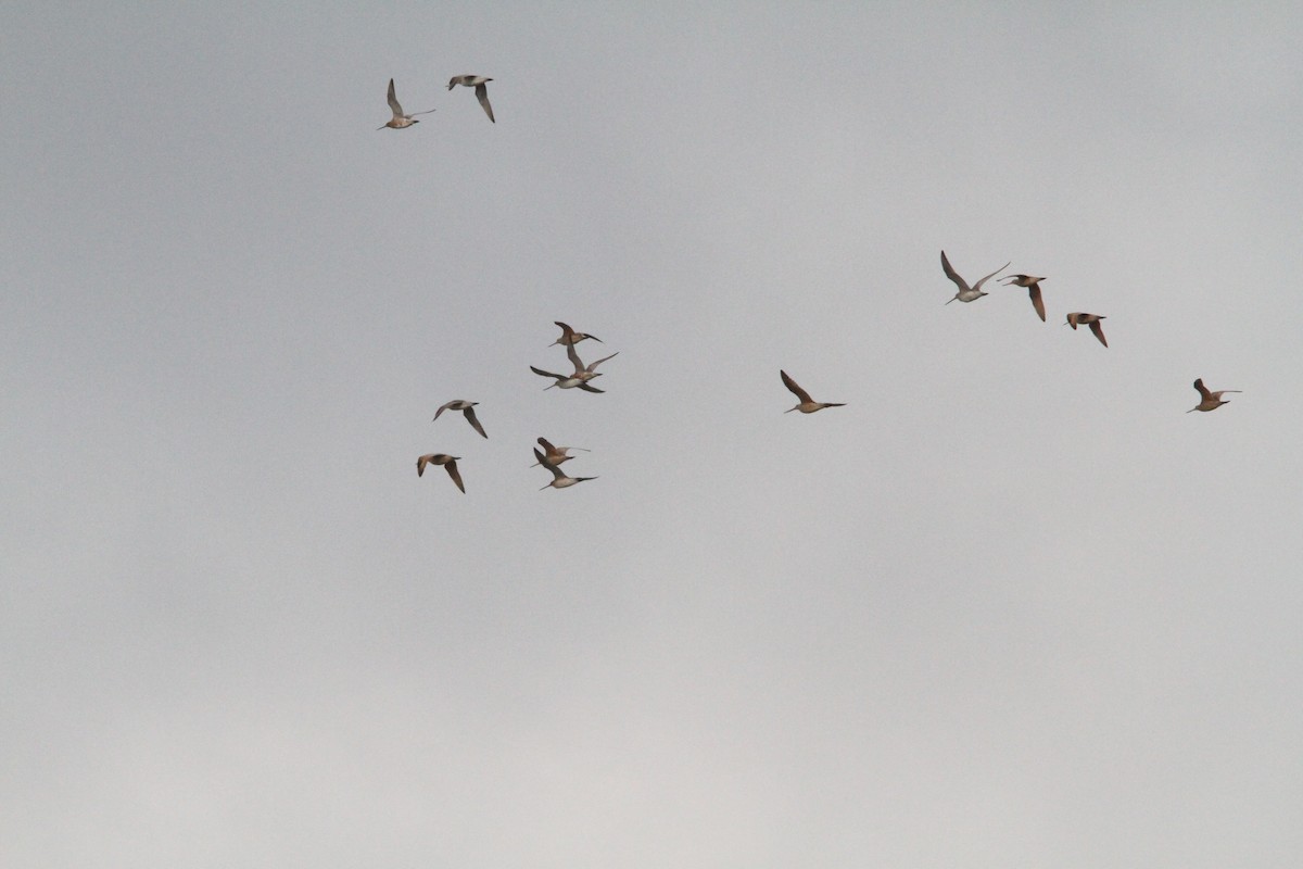 Bar-tailed Godwit - ML572217771