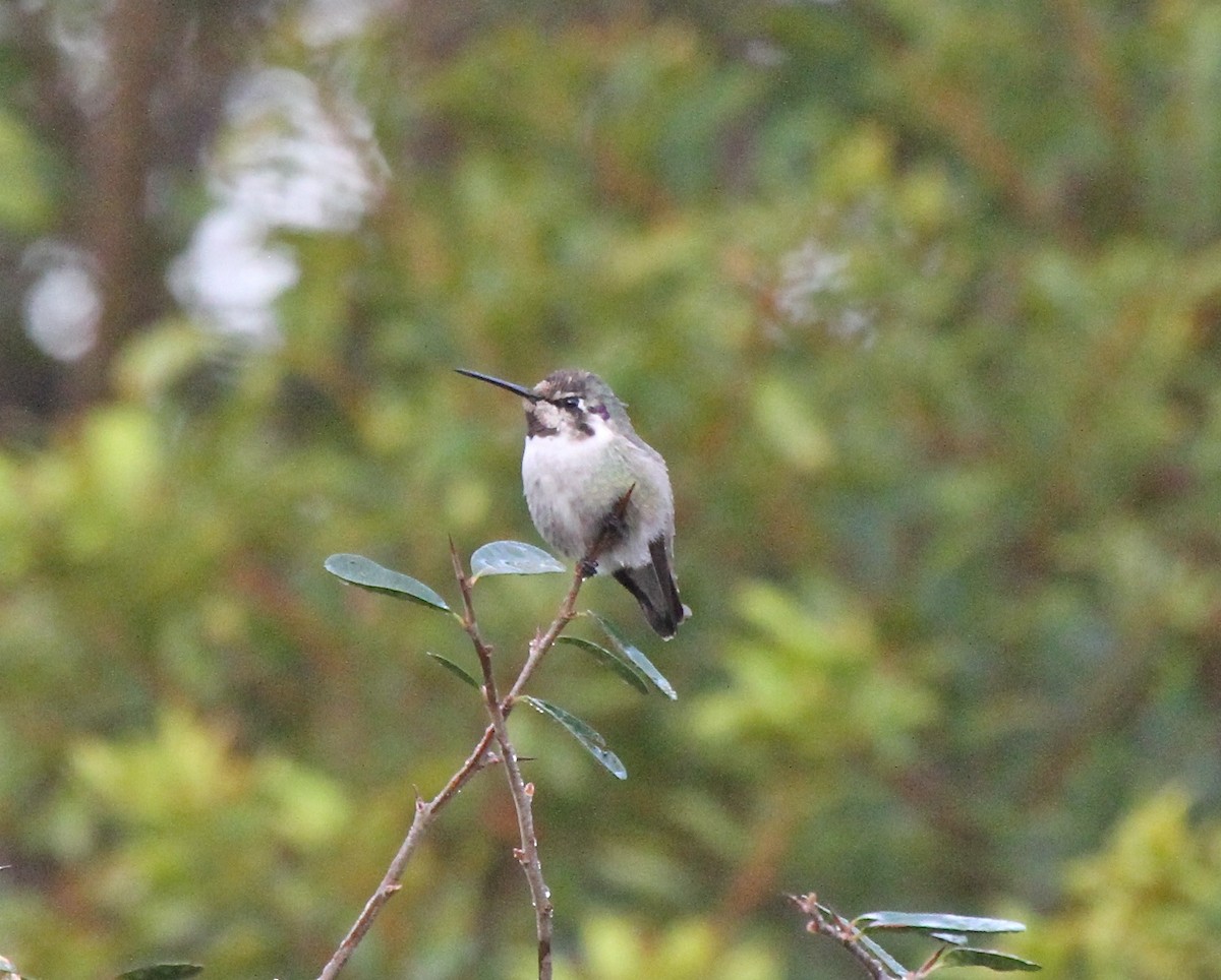 Costa's Hummingbird - ML572217881