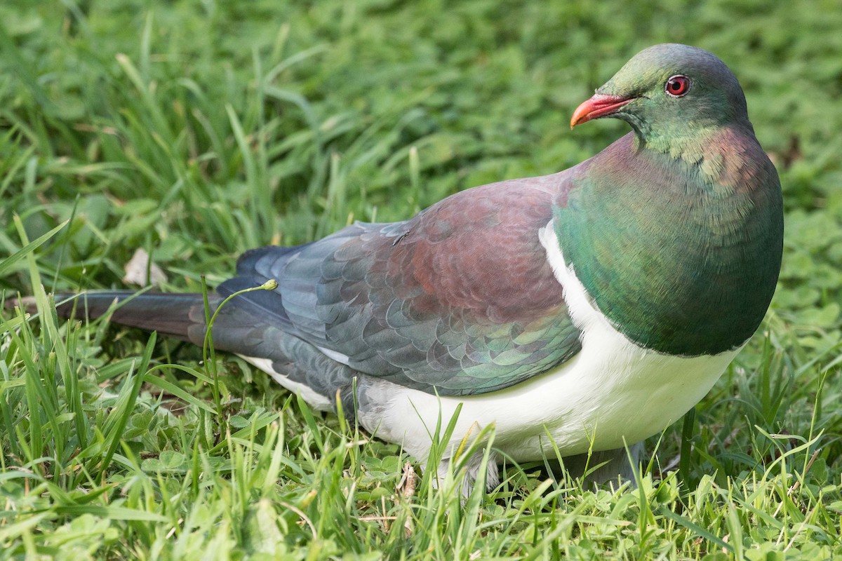 New Zealand Pigeon - Eric VanderWerf