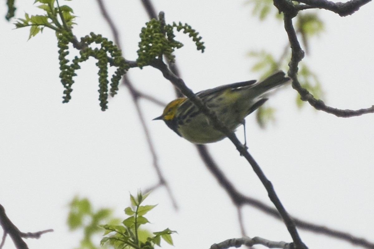 Black-throated Green Warbler - ML572218571
