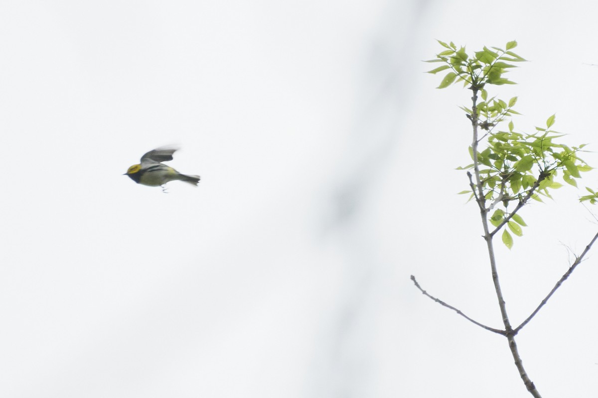 Black-throated Green Warbler - ML572218581