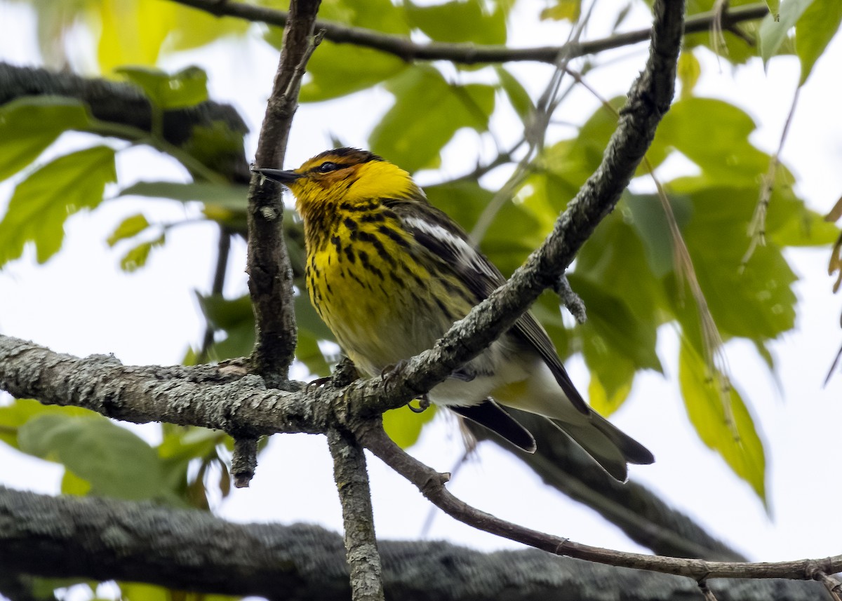 Cape May Warbler - ML572218761