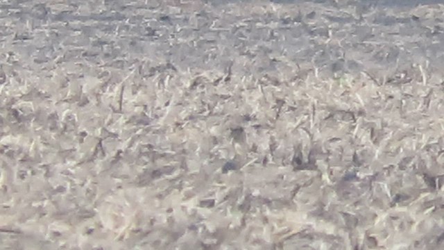 Buff-breasted Sandpiper - ML572218901