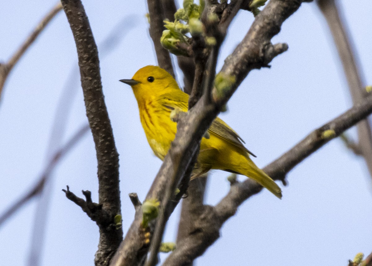 Paruline jaune - ML572219511