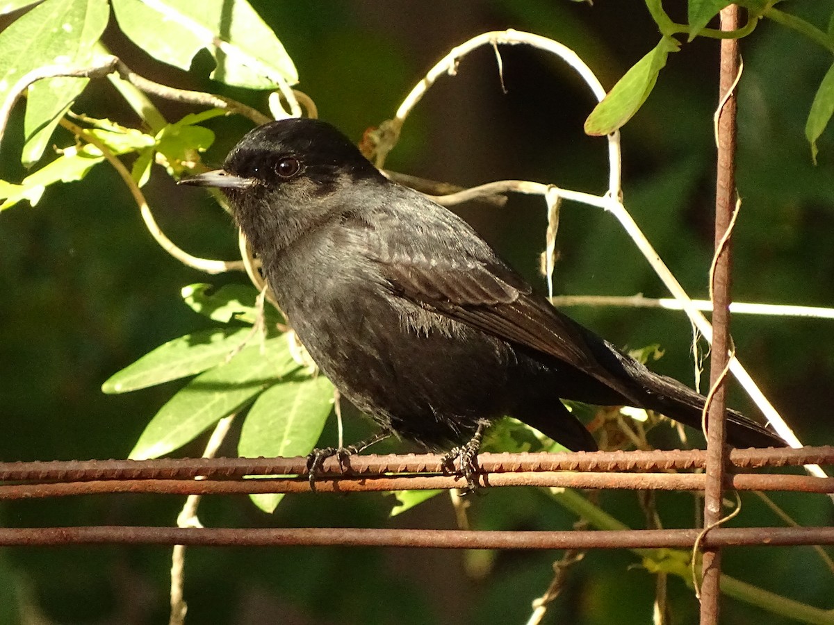 White-winged Black-Tyrant - ML572219771