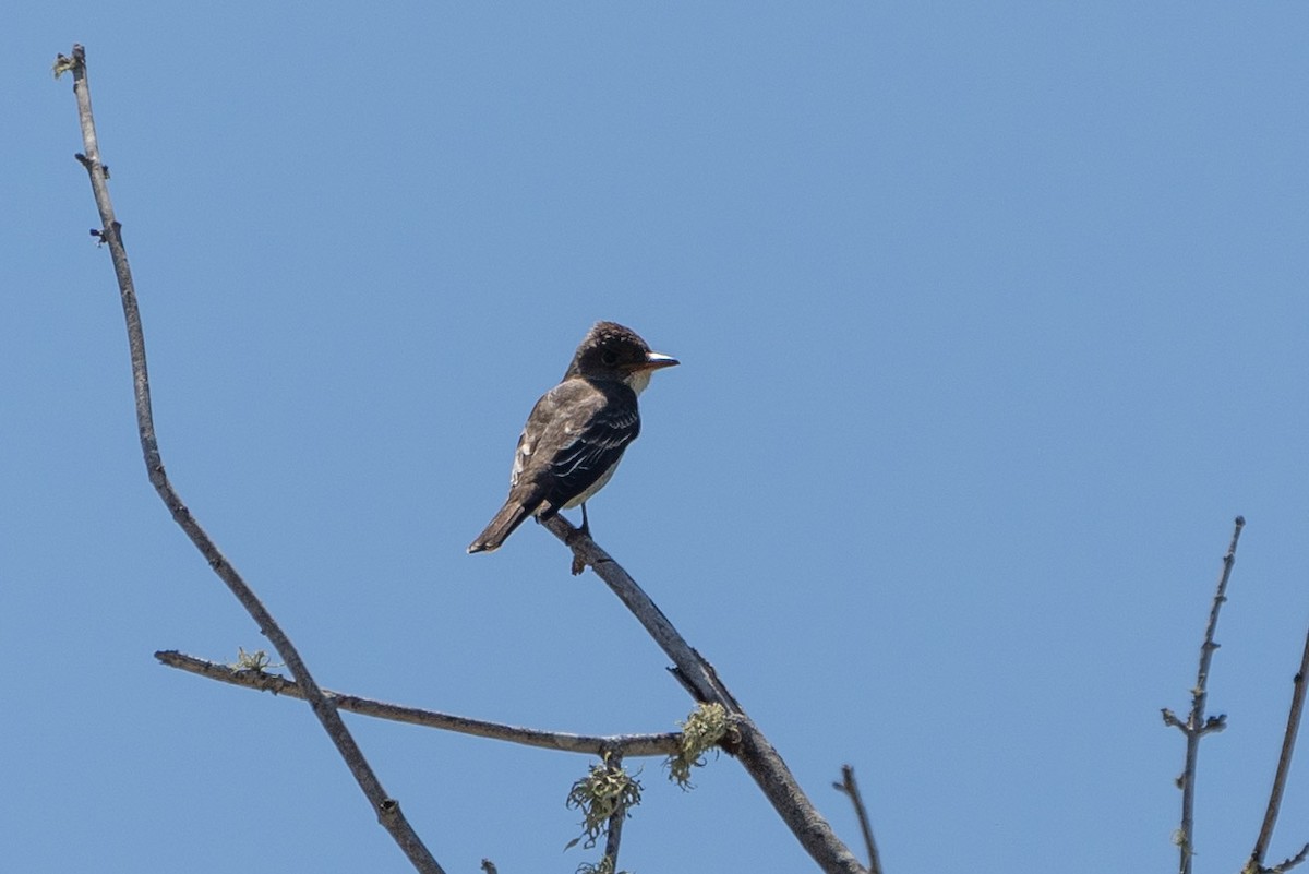 Olive-sided Flycatcher - ML572221101