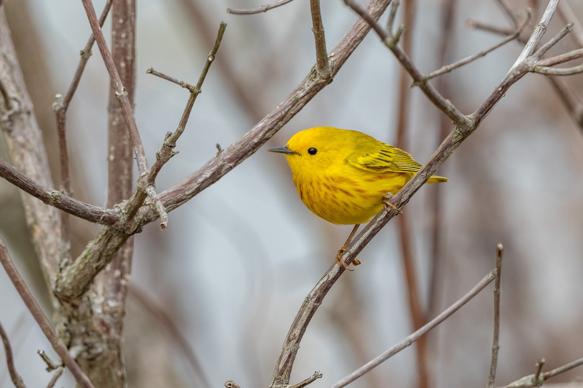 Yellow Warbler - Suzy Deese