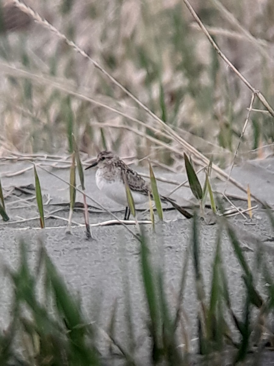 ヒメウズラシギ - ML572221571