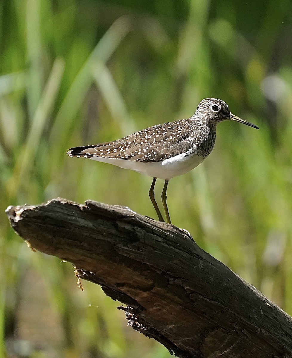 Solitary Sandpiper - ML572221641