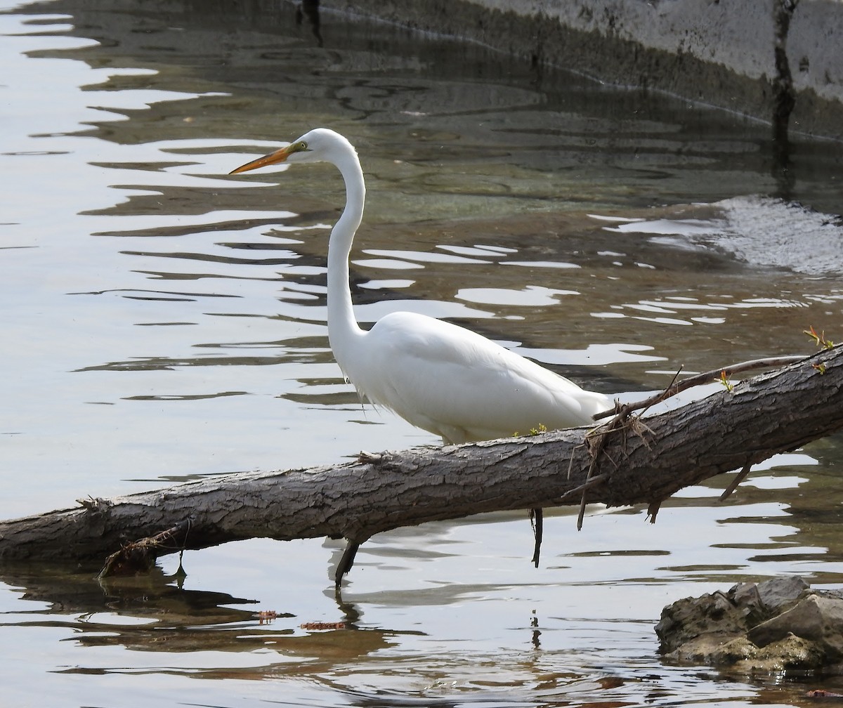 Great Egret - Donna Johnston