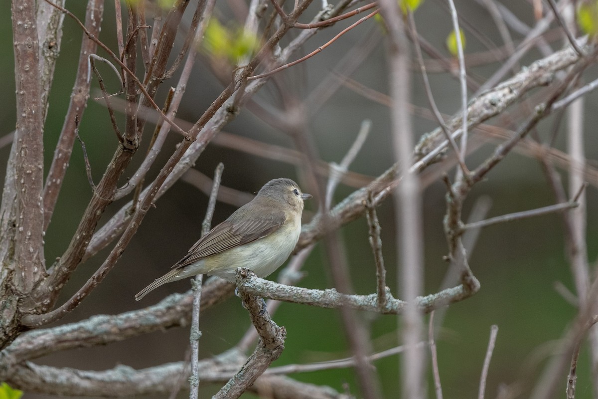 Warbling Vireo - ML572221681