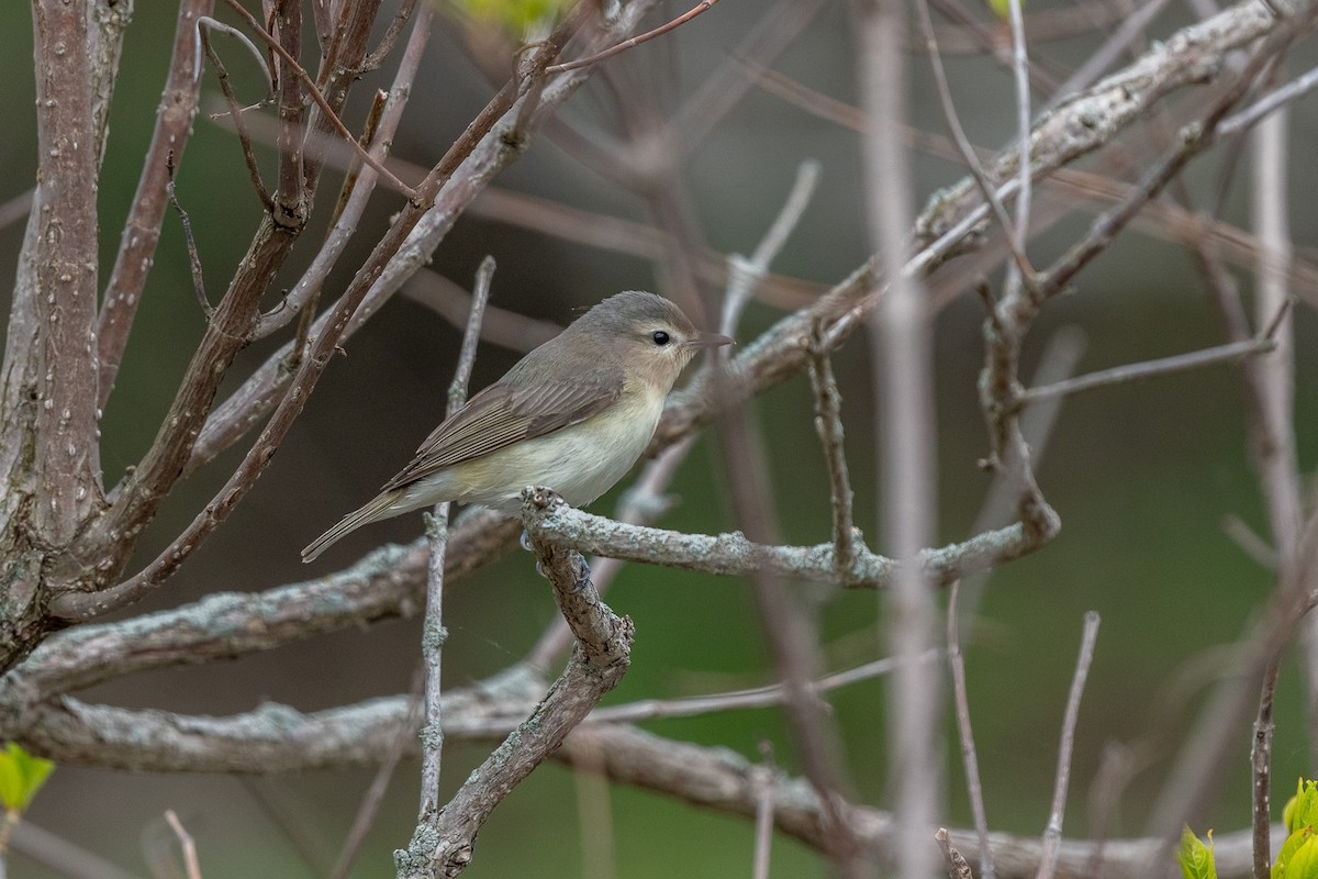 Warbling Vireo - ML572221691