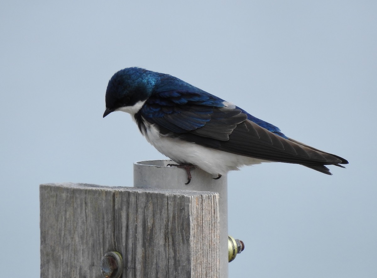 Tree Swallow - Donna Johnston