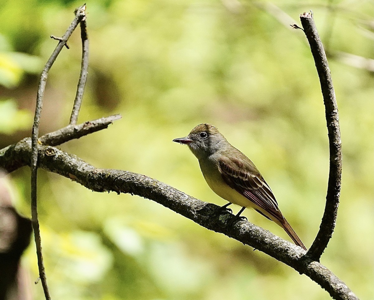 Great Crested Flycatcher - ML572221861