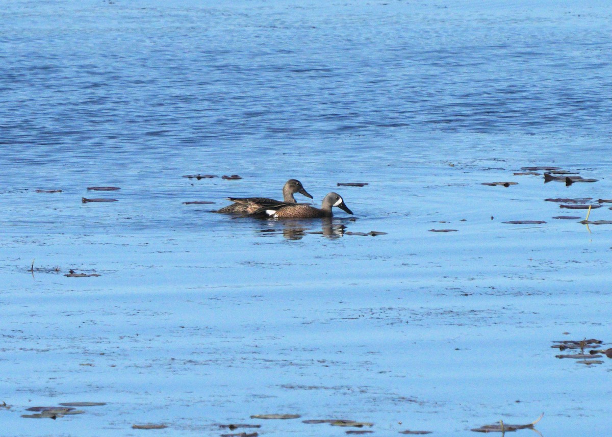 Blue-winged Teal - ML572222461