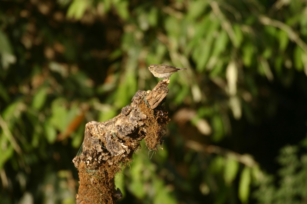 Common Chiffchaff - ML572223071