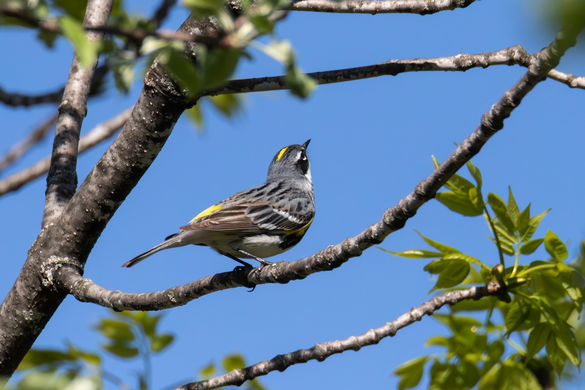 キヅタアメリカムシクイ - ML572224421