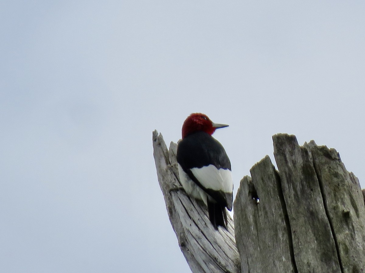 eBird Checklist - 14 May 2023 - Oak Openings Preserve Metropark - 51 ...