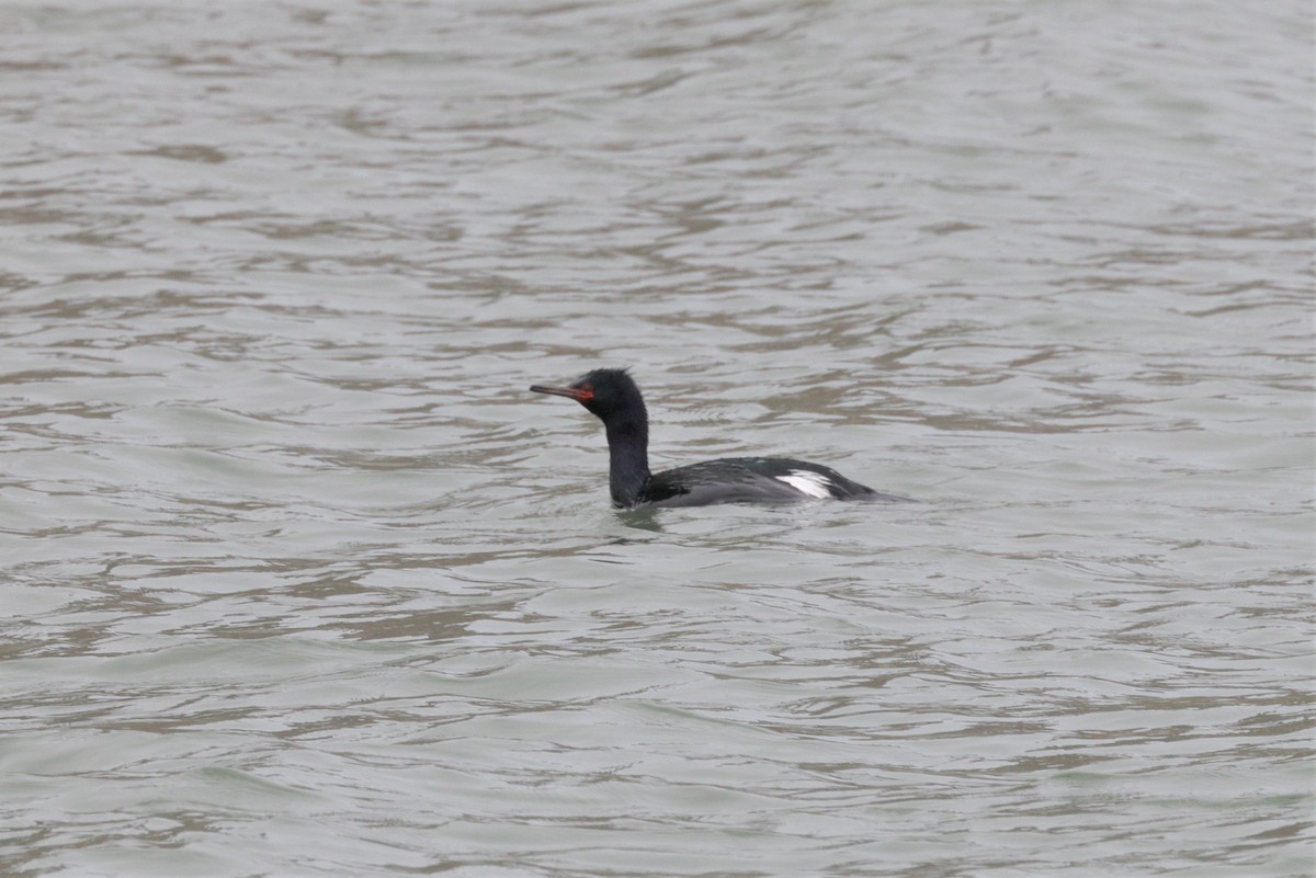 Pelagic Cormorant - ML572226341