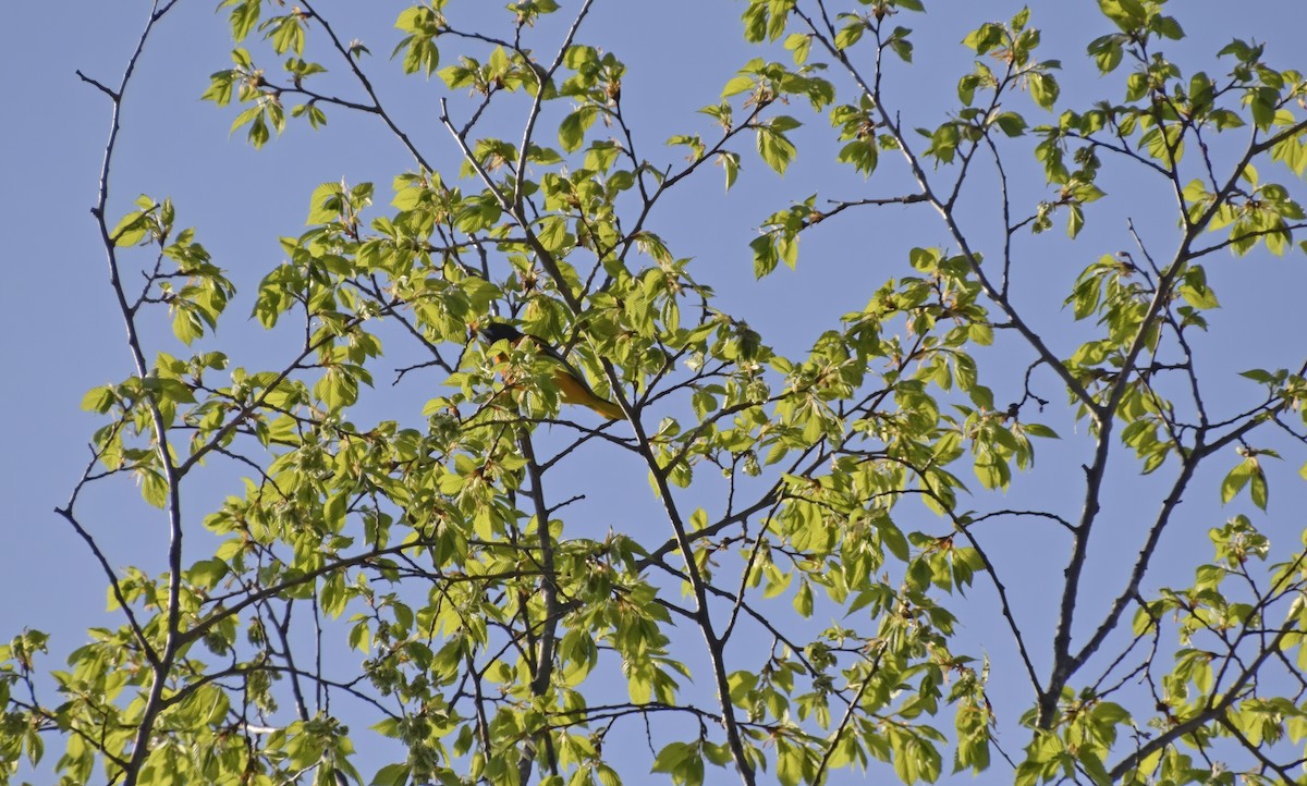 Baltimore Oriole - ML572227221