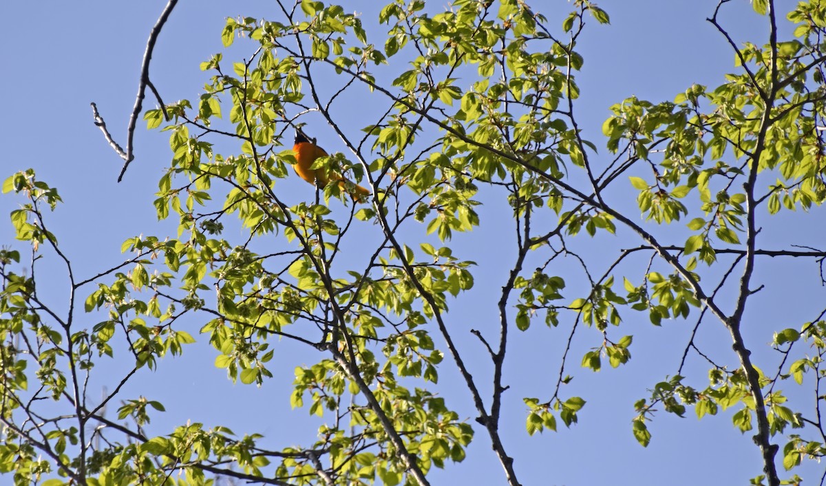 פזאי צפוני - ML572227231