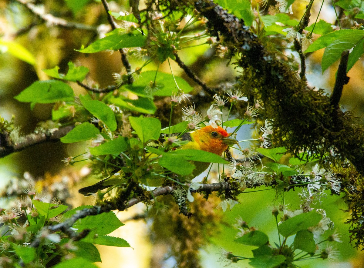 Western Tanager - Dan Stambaugh