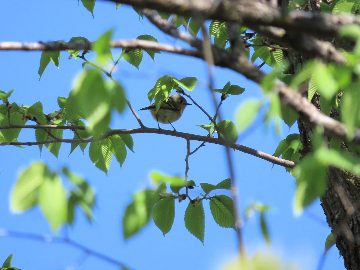 Ruby-crowned Kinglet - Tania Mohacsi