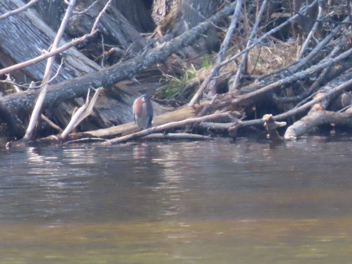 Green Heron - ML572228881