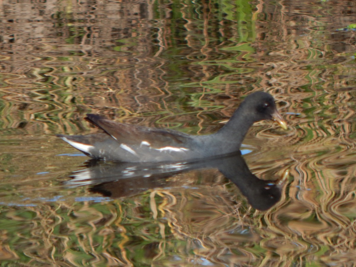 Common Gallinule - ML572229151