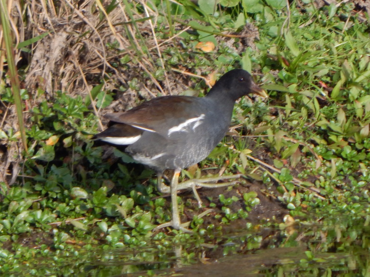 Common Gallinule - ML572229161