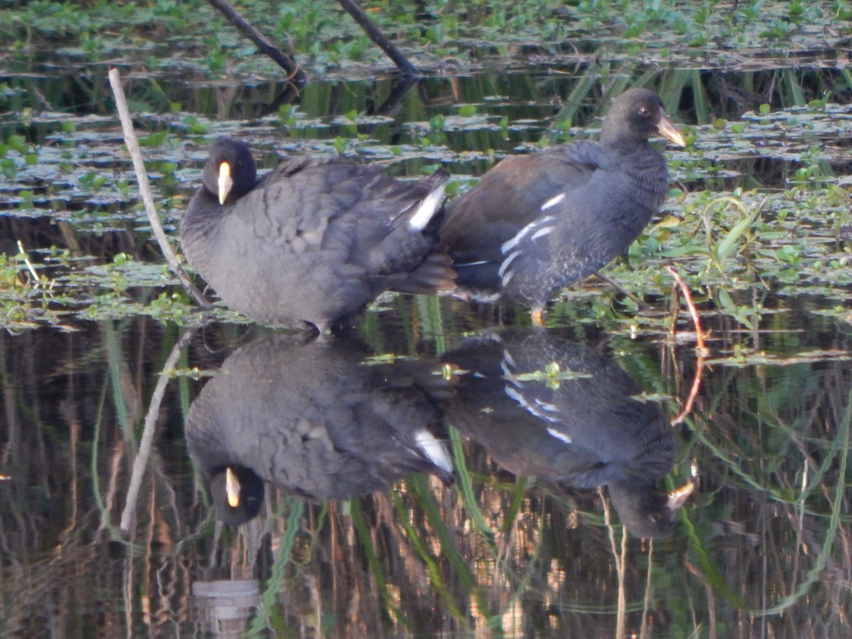 Common Gallinule - ML572229191