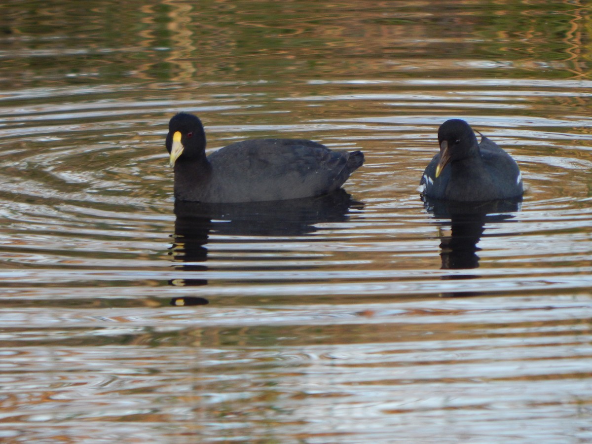 Common Gallinule - Bautista Cerminato