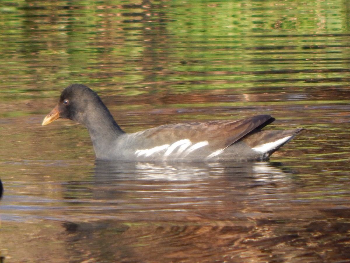 Common Gallinule - Bautista Cerminato