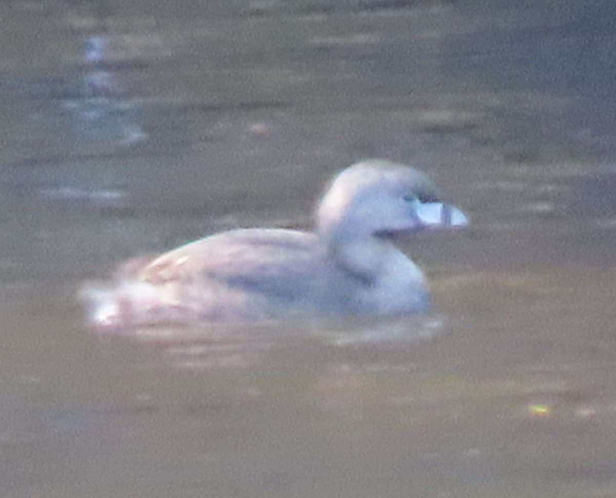 Pied-billed Grebe - ML572229371