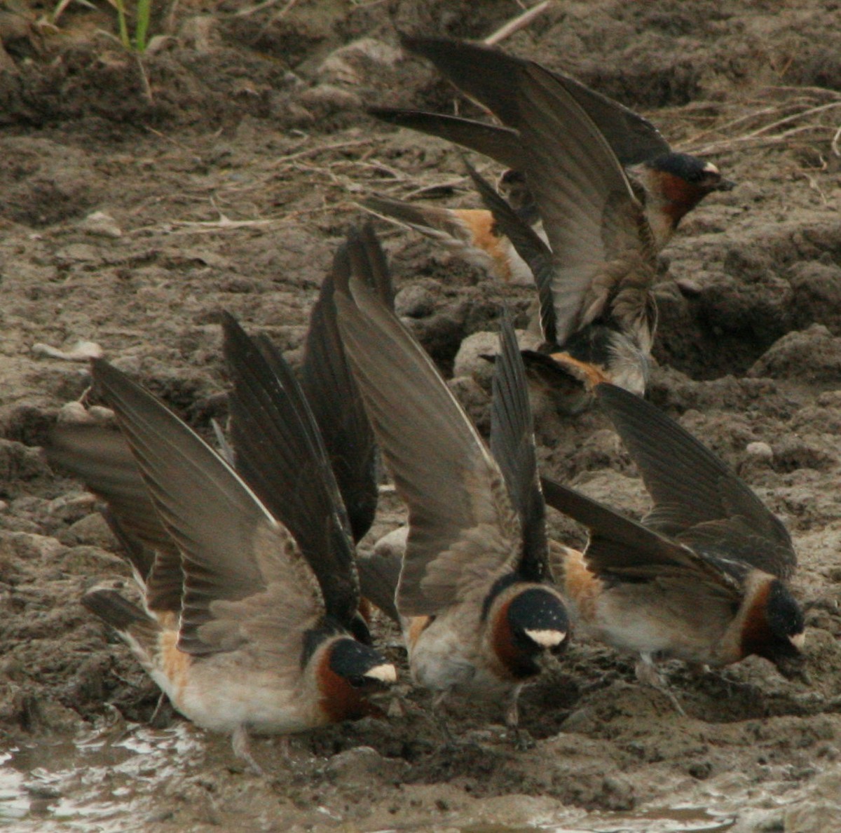 Cliff Swallow - ML572229841