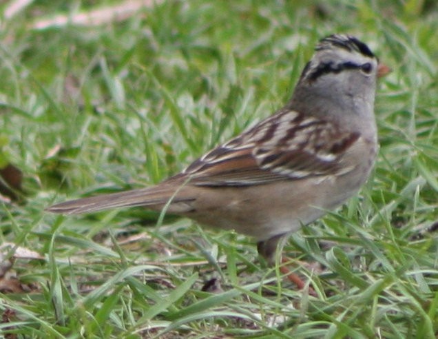 White-crowned Sparrow - ML572230321