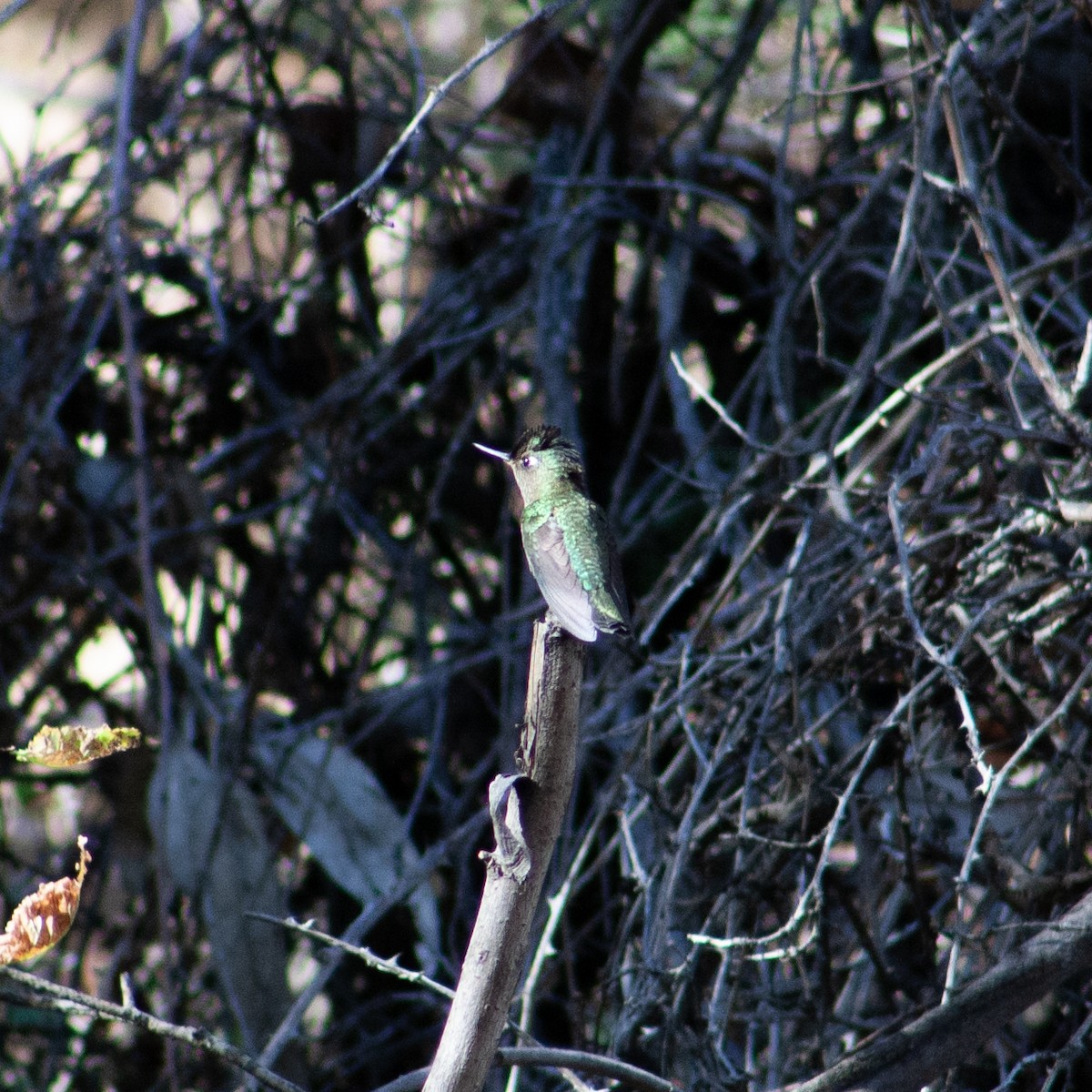 Green-backed Firecrown - ML572231551