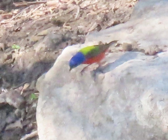 Painted Bunting - Bill Wright_cc