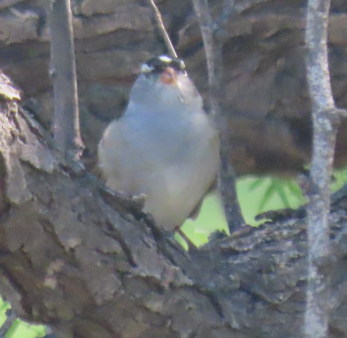 Bruant à couronne blanche - ML572231781