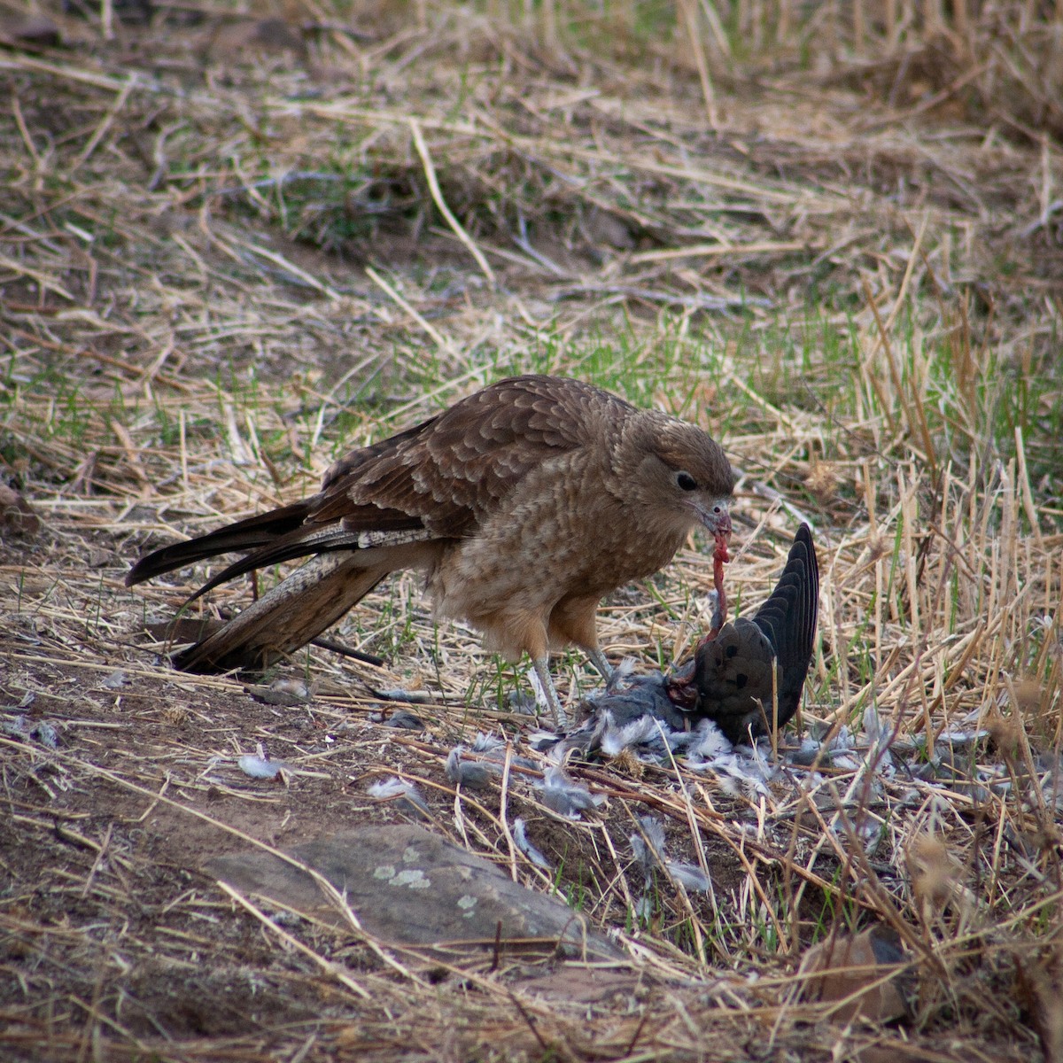 Chimango Caracara - ML572231861