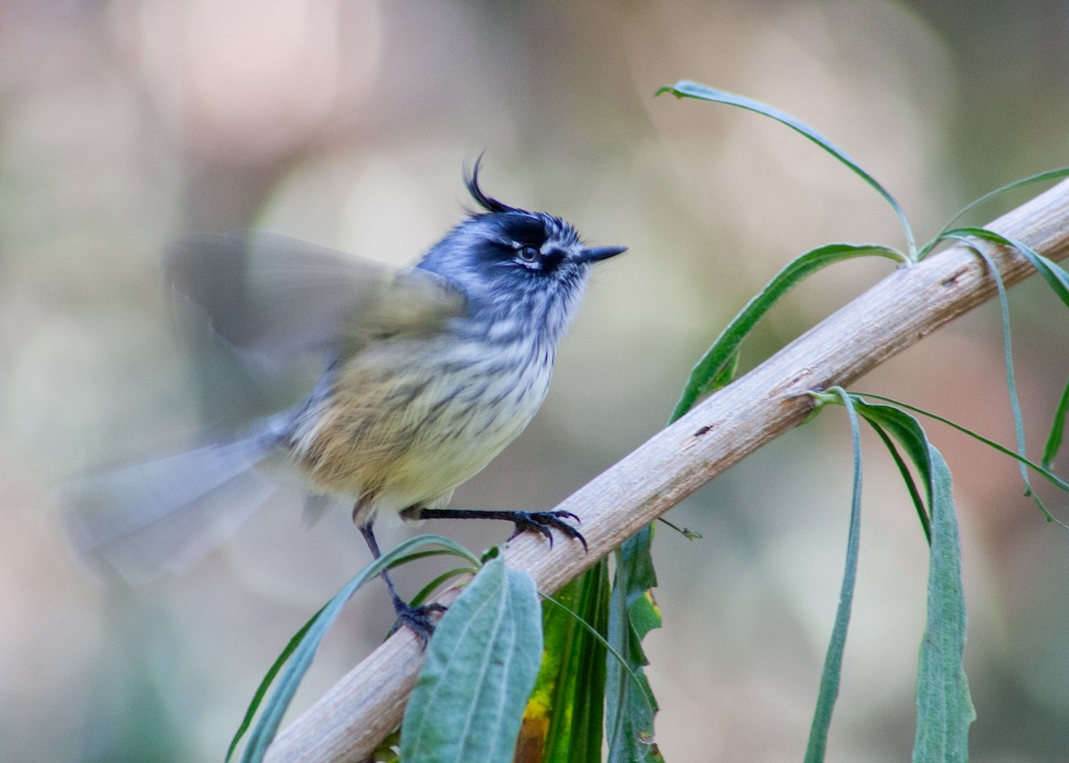 Tufted Tit-Tyrant - ML572232741